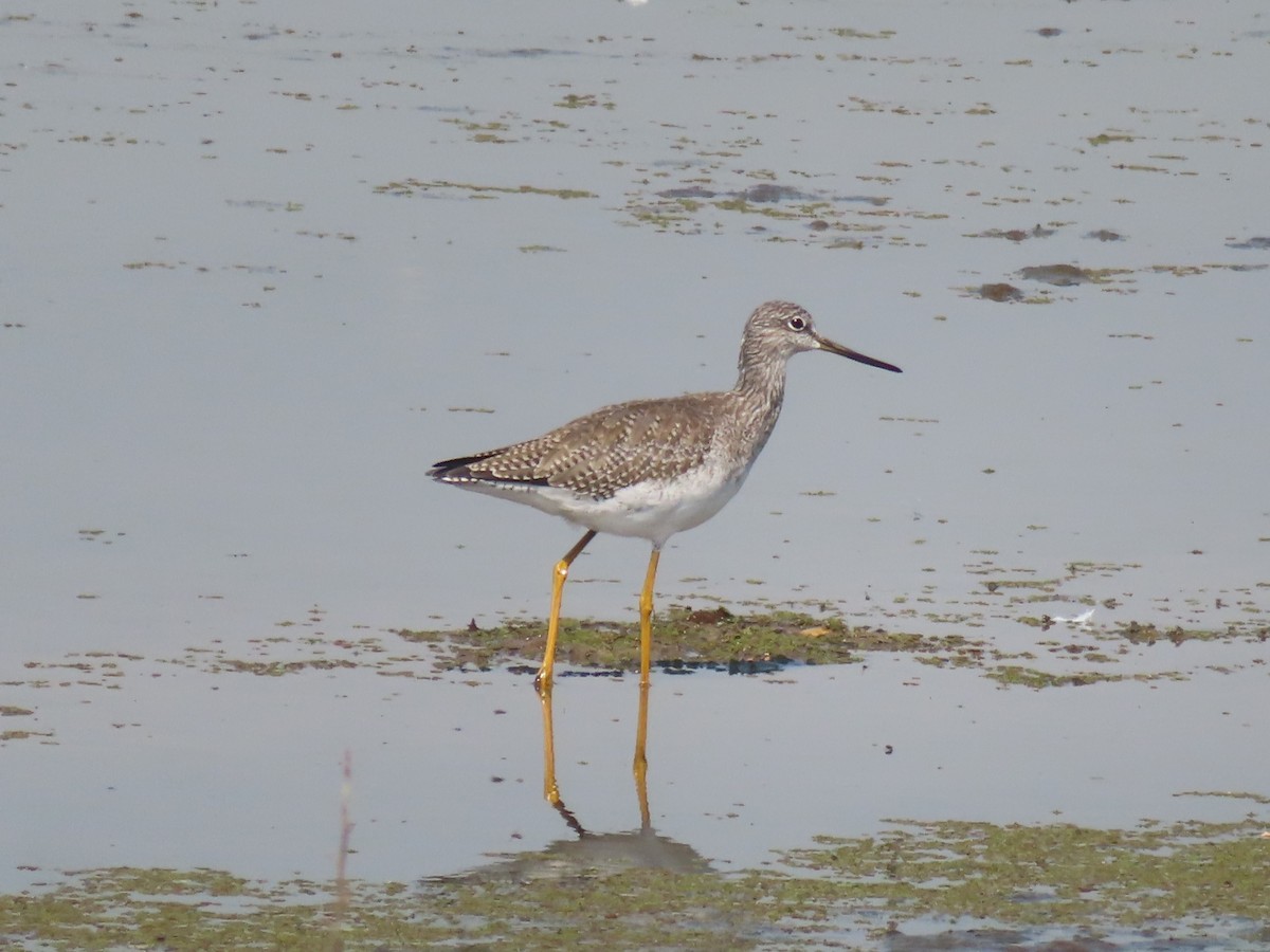 Greater Yellowlegs - ML609219993