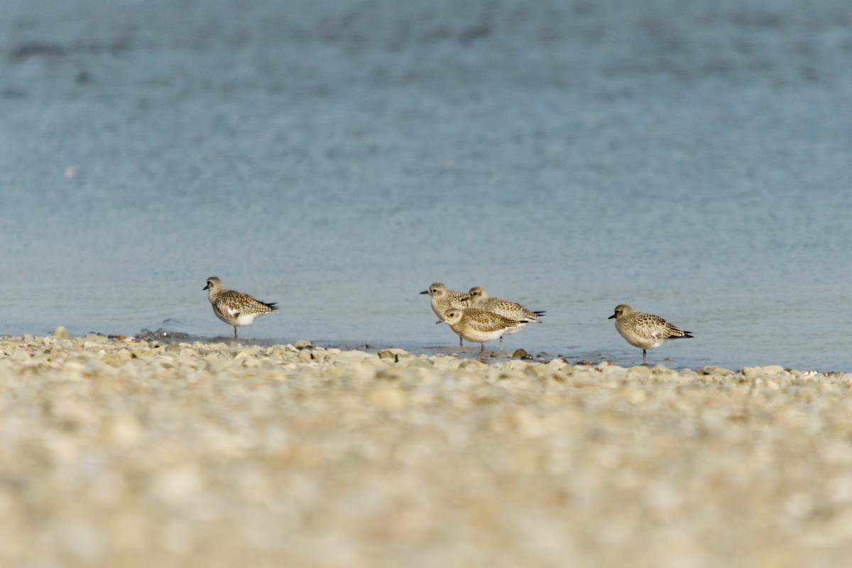 Black-bellied Plover - ML609220021