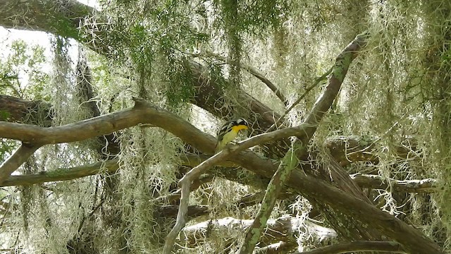 סבכון צהוב-גרון - ML609220049