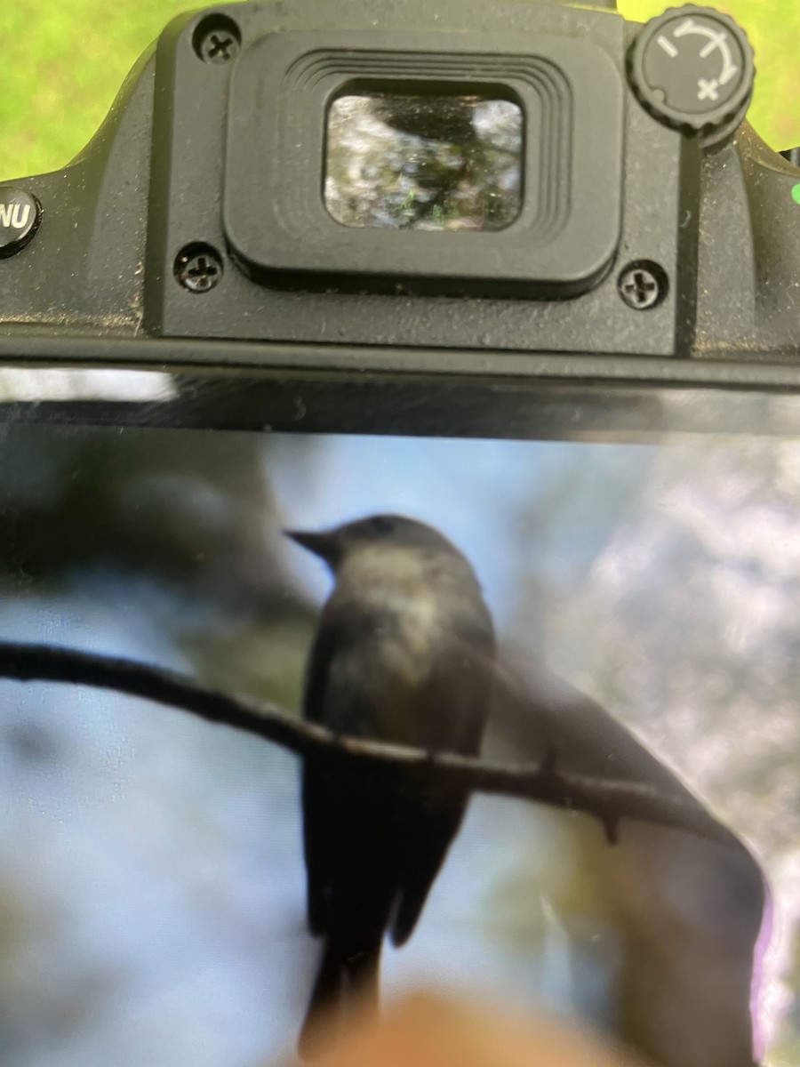 Eastern Wood-Pewee - ML609220070