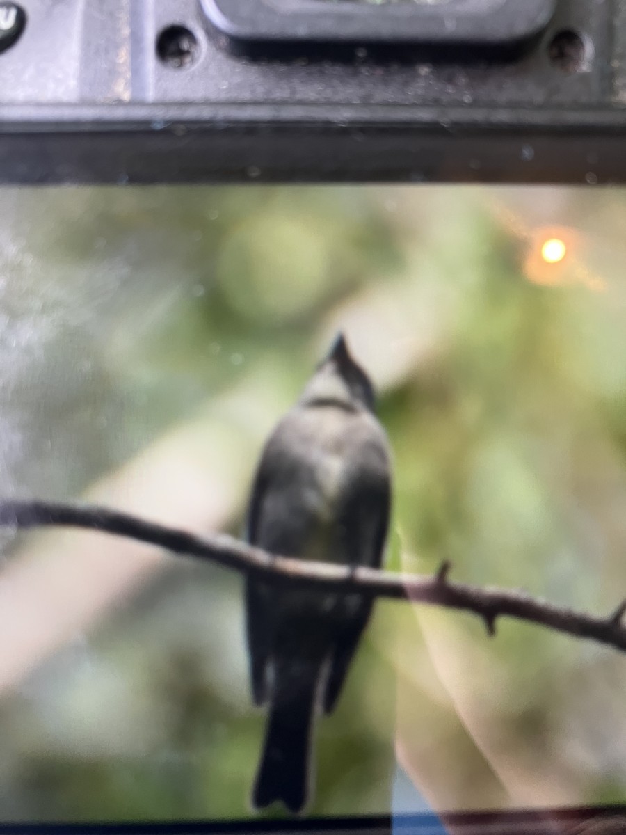 Eastern Wood-Pewee - ML609220090