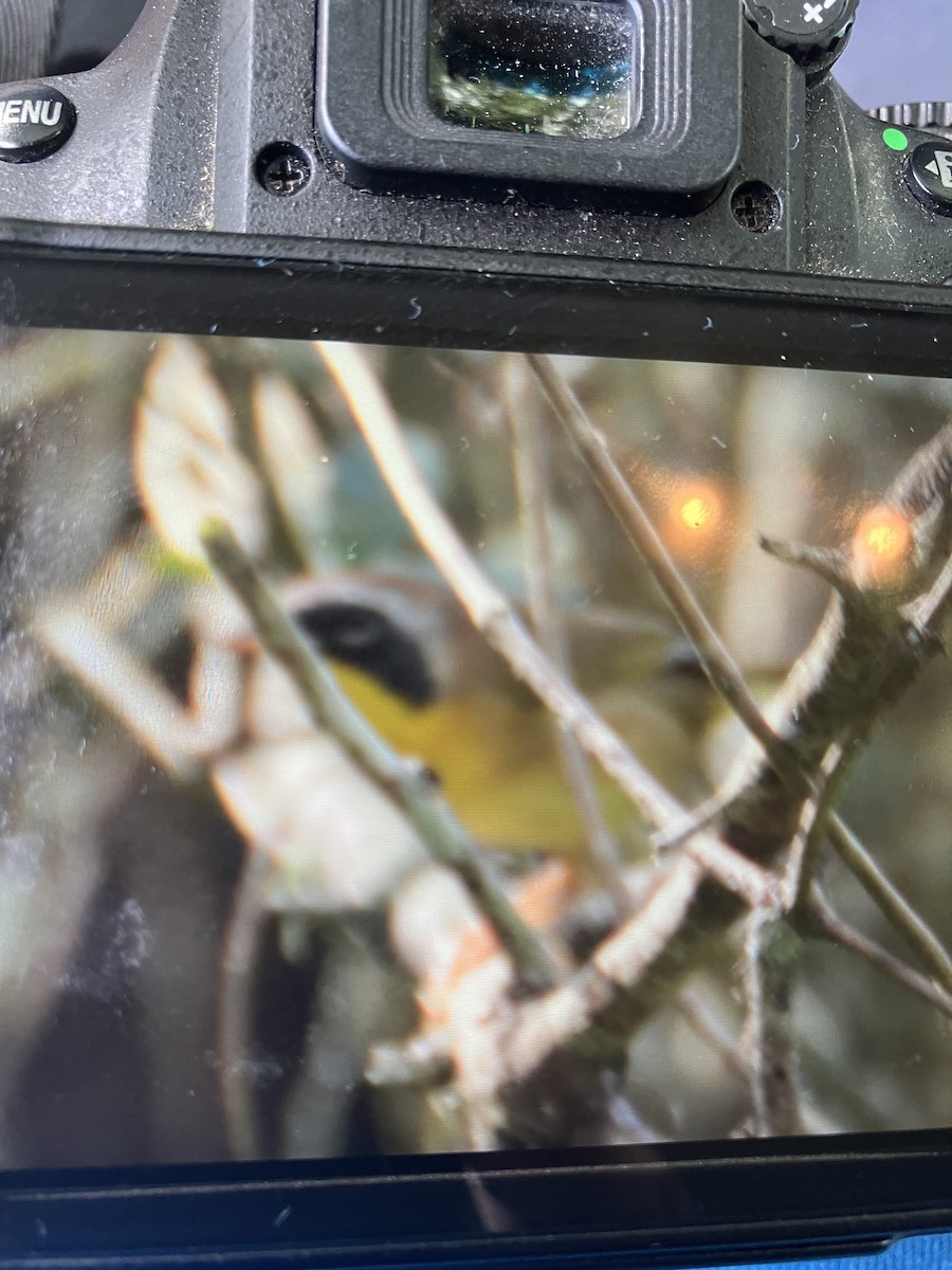 Common Yellowthroat - ML609220107