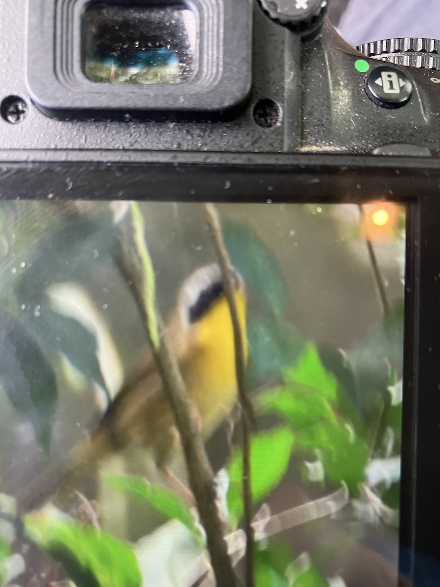 Common Yellowthroat - ML609220108