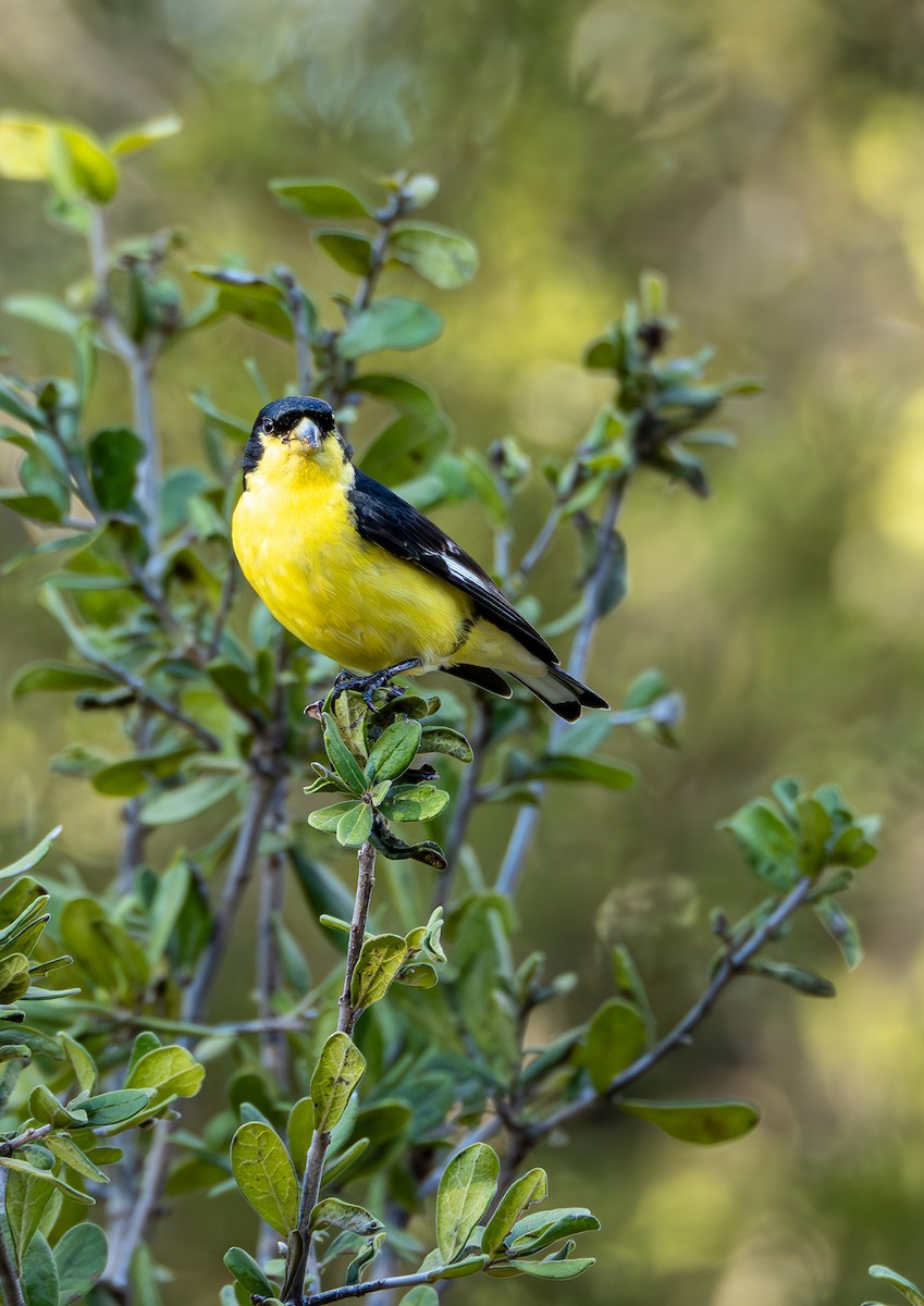 ML609220132 - Lesser Goldfinch - Macaulay Library