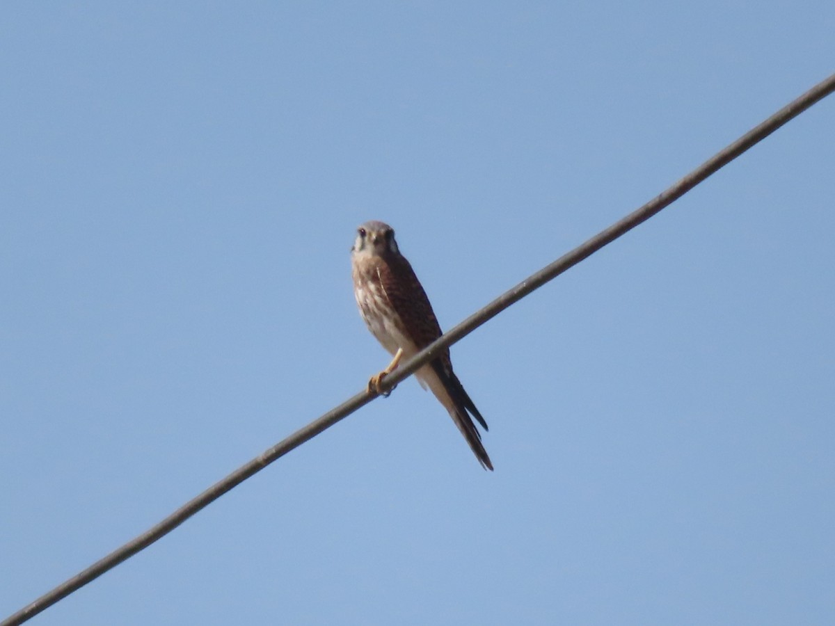 American Kestrel - ML609220260