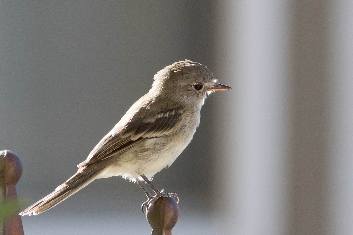 Gray Flycatcher - Johnny Bovee