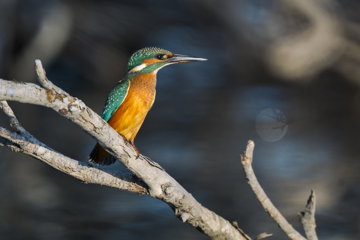 Common Kingfisher - Alper Tüydeş