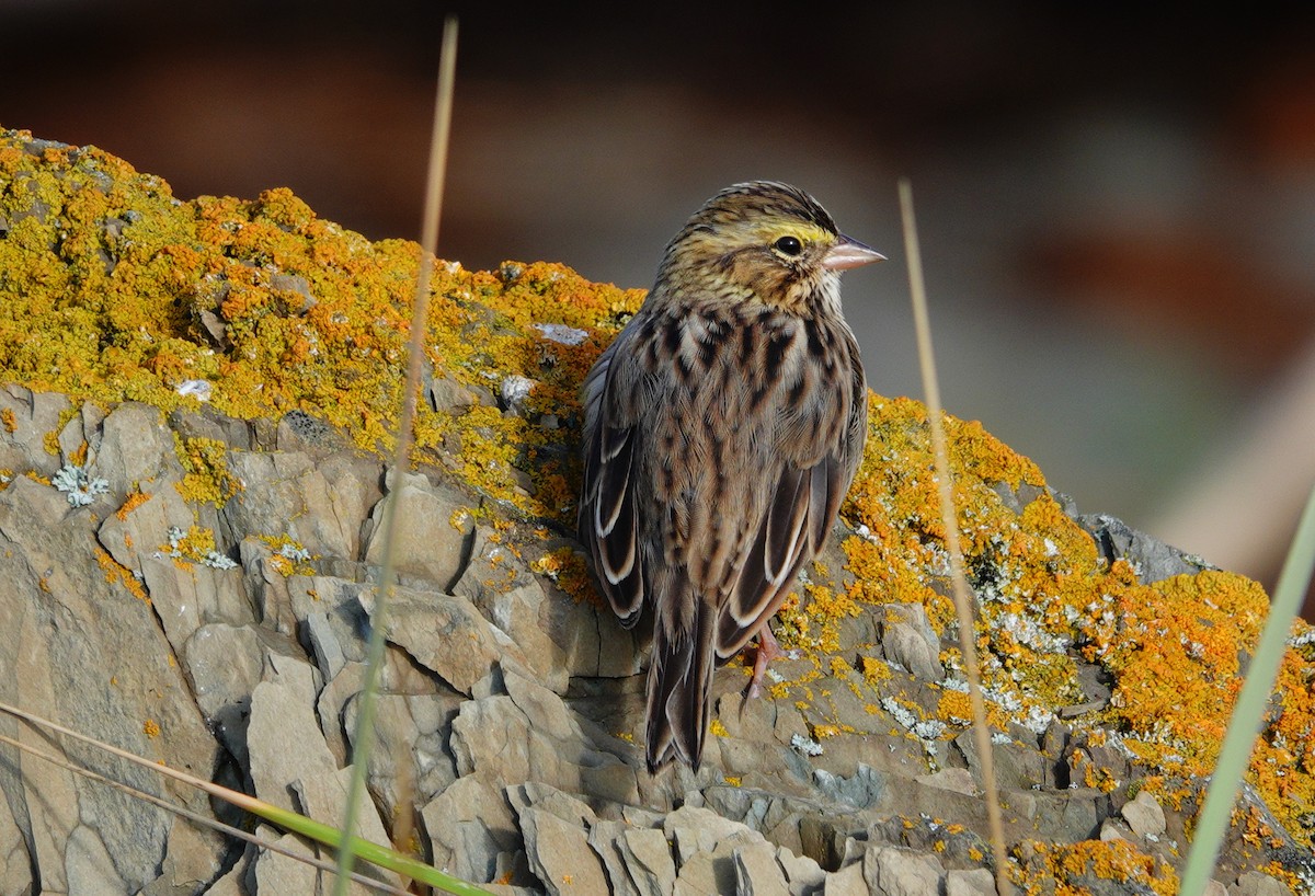 Savannah Sparrow - ML609220355