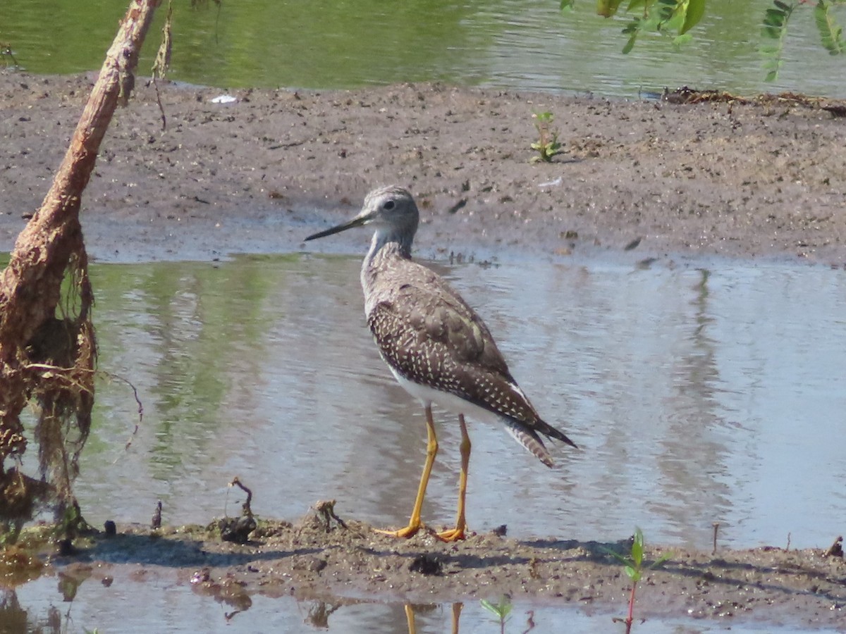 Greater Yellowlegs - ML609220415