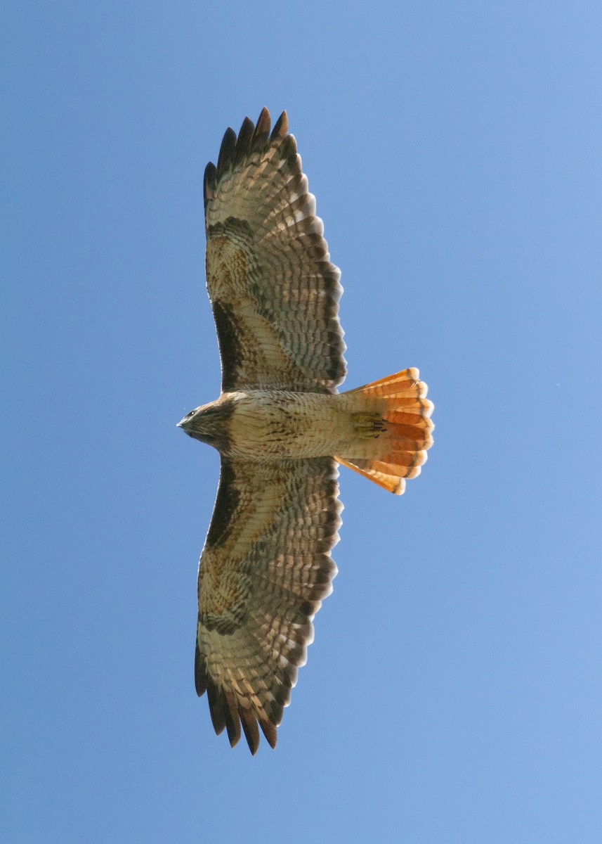 Red-tailed Hawk - ML609220430
