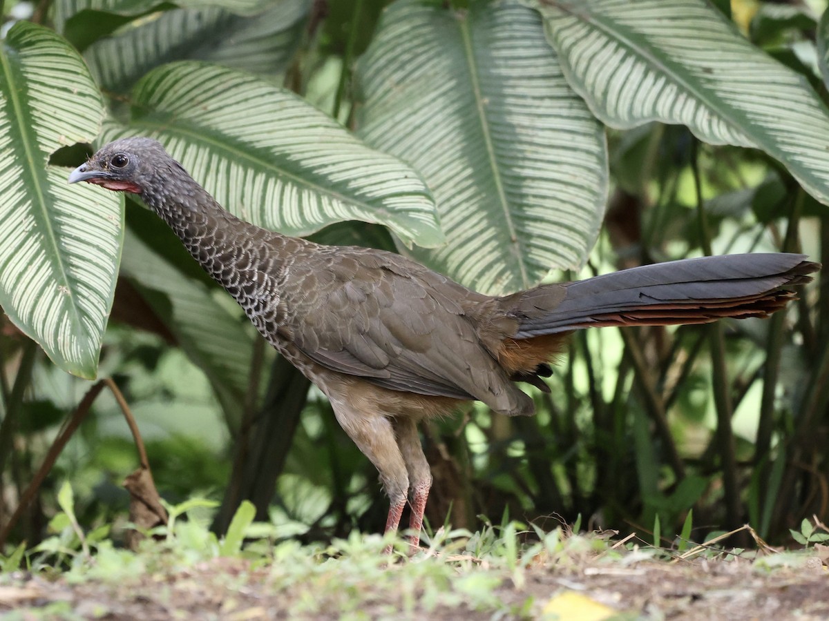 Colombian Chachalaca - Andreas Krohn