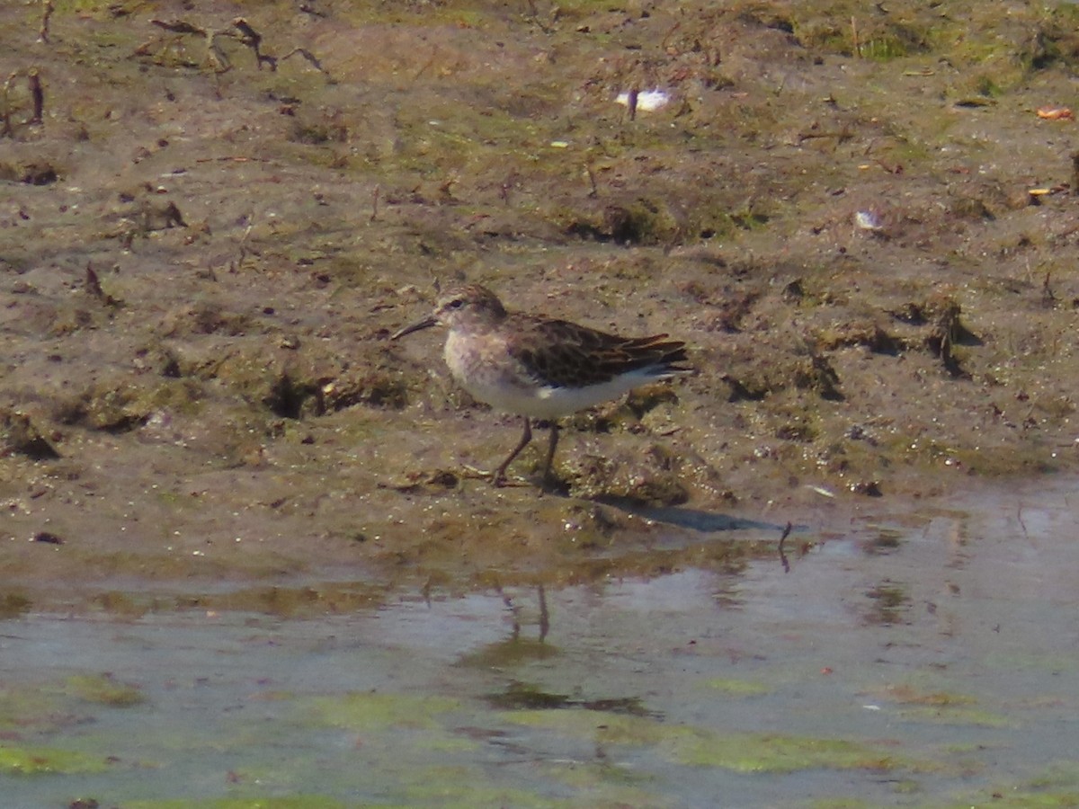 Least Sandpiper - ML609220476
