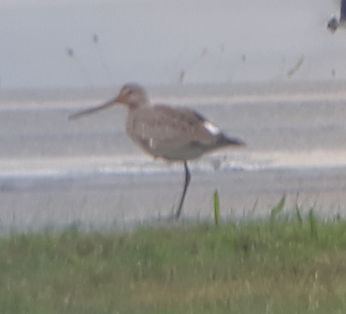 Hudsonian Godwit - ML609220507