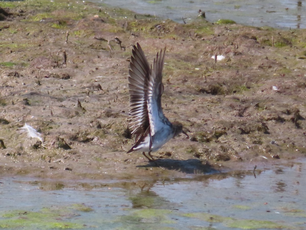 Least Sandpiper - ML609220522