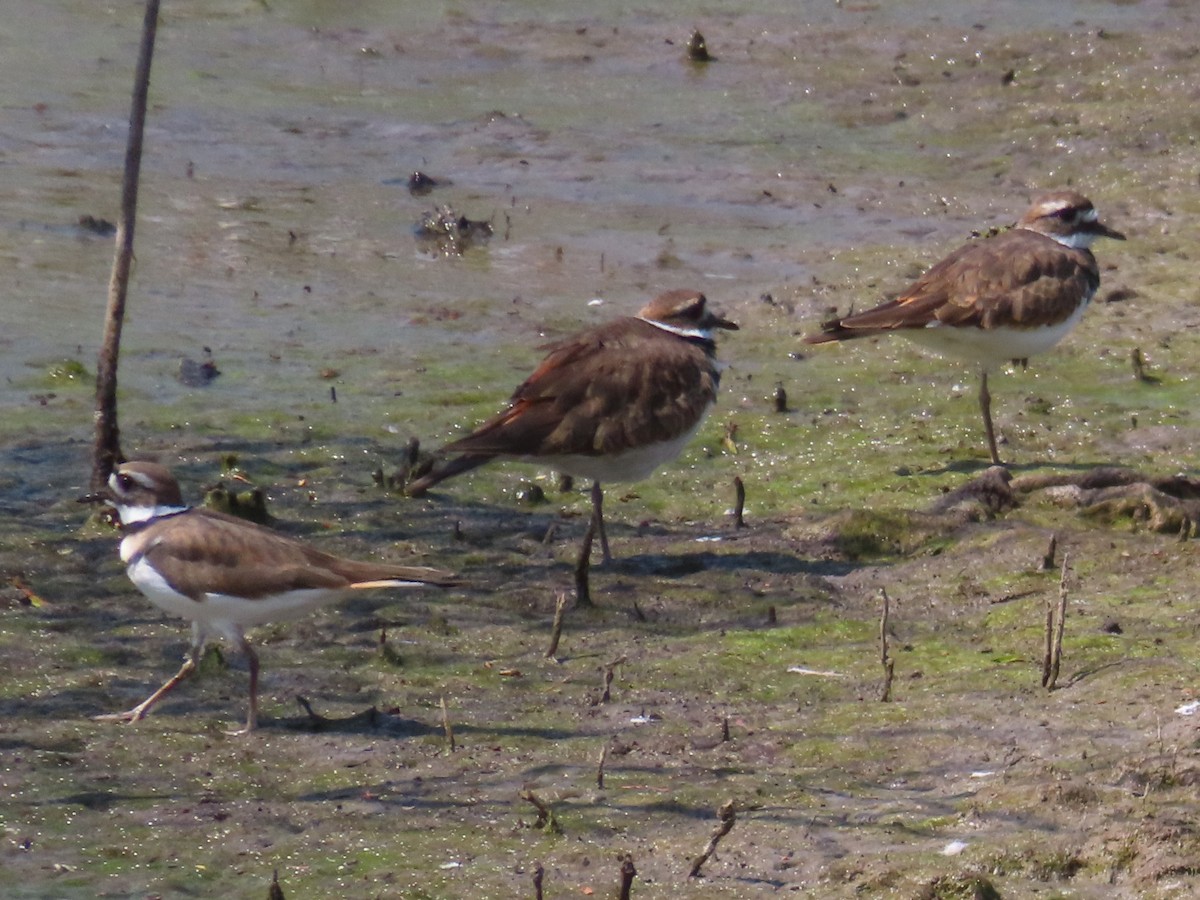 Killdeer - ML609220567