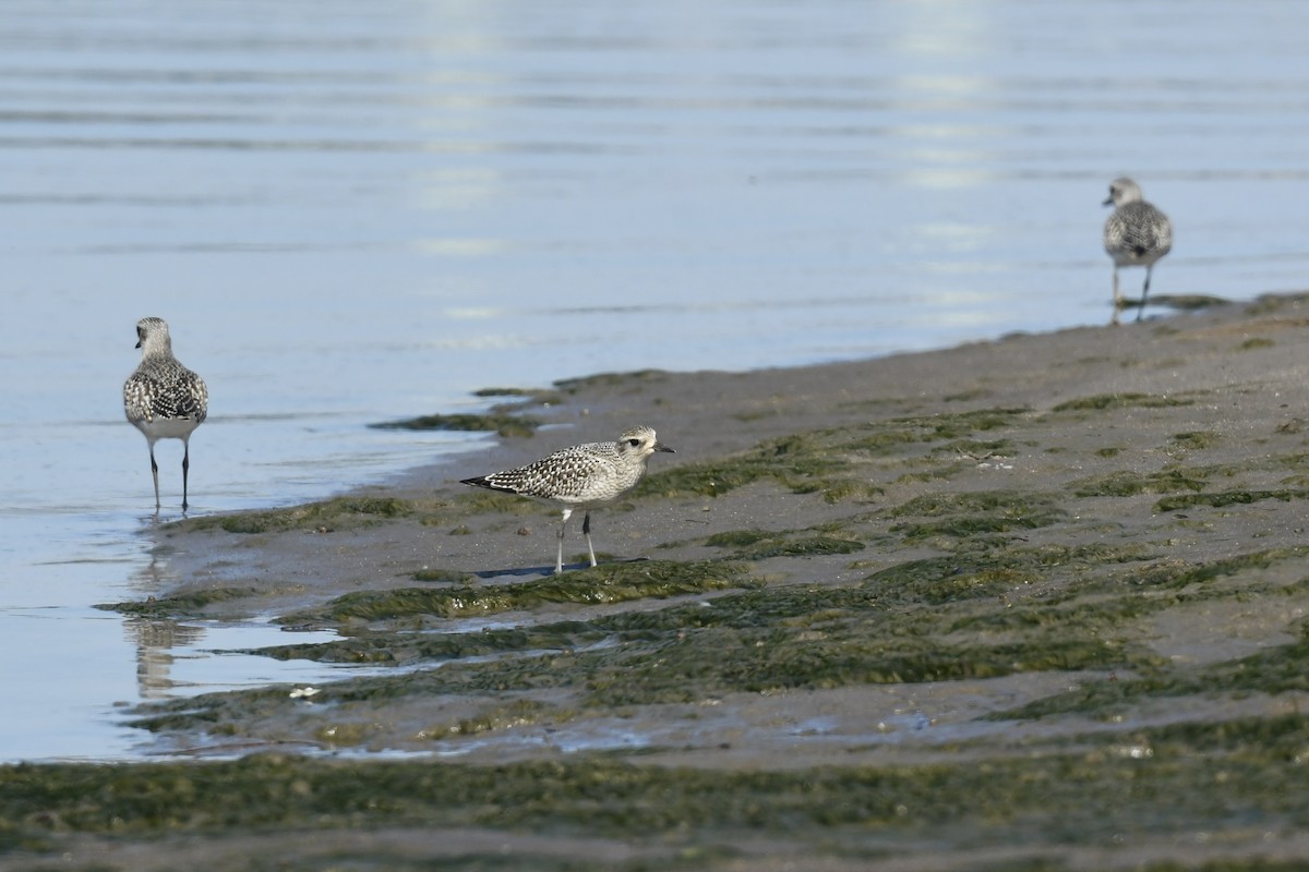 Black-bellied Plover - ML609220570