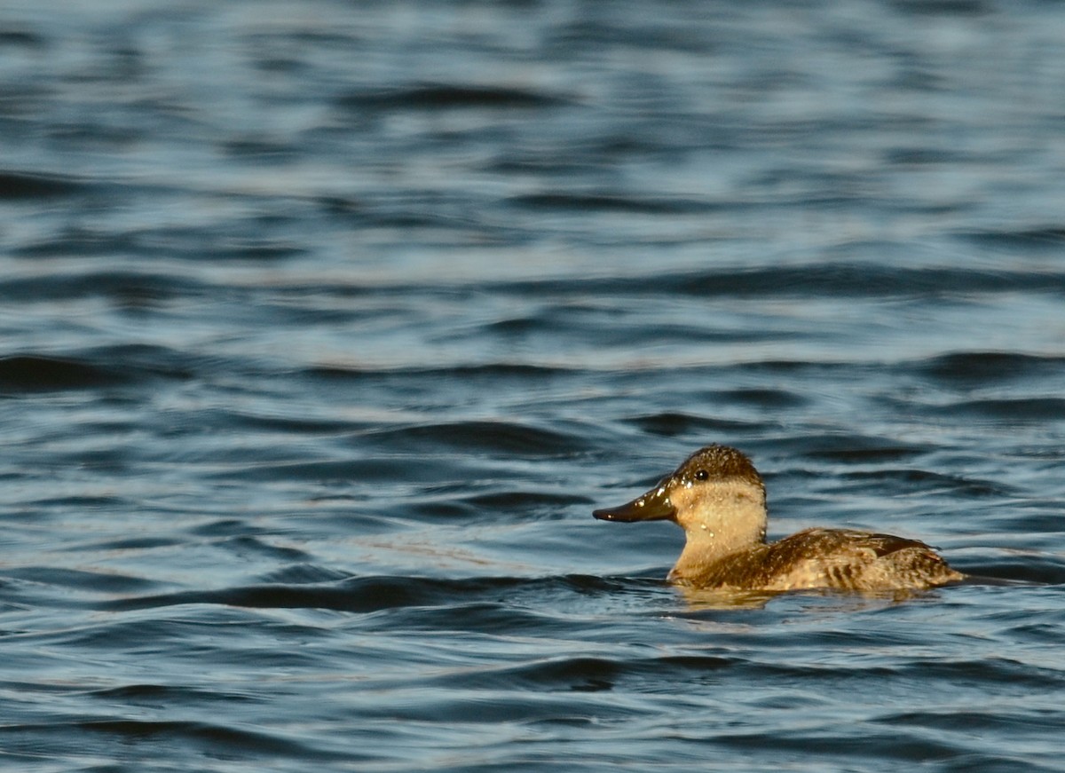 Ruddy Duck - ML60922061