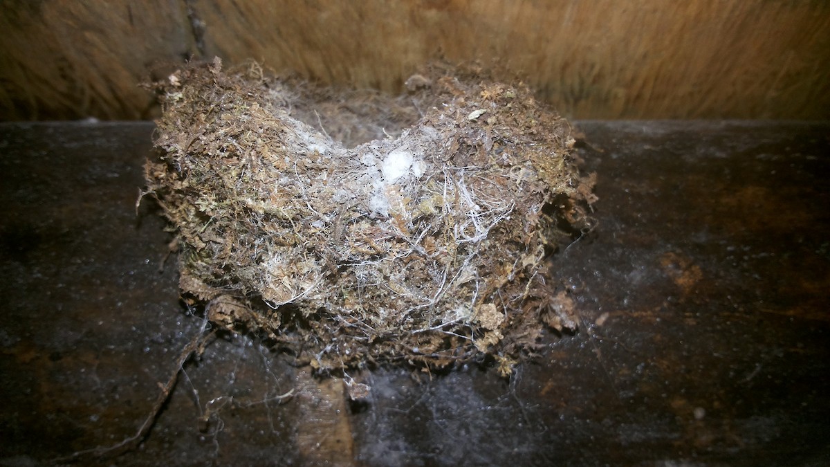 Blue-fronted Lancebill - ML609220637