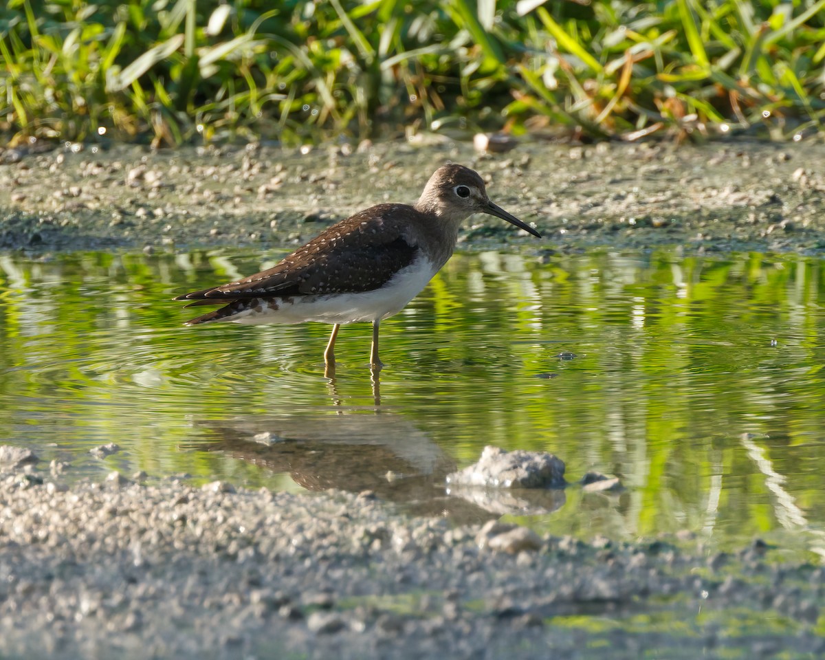 Solitary Sandpiper - Karl Wirth