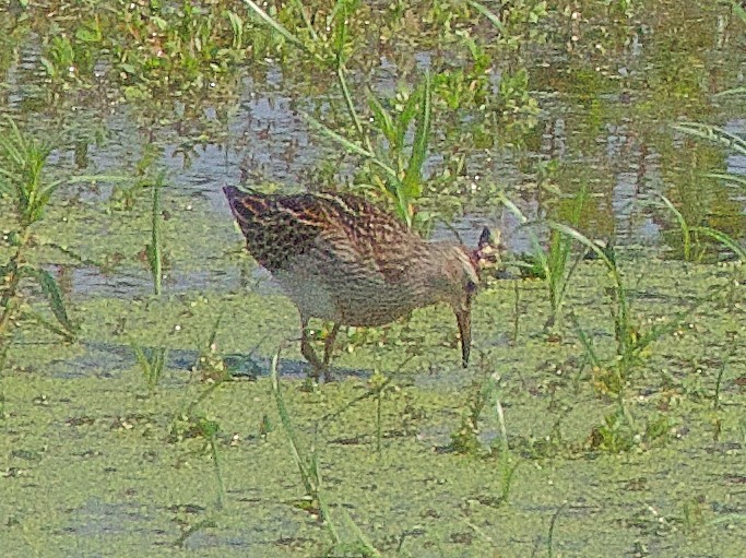 Least Sandpiper - Jim Hudson