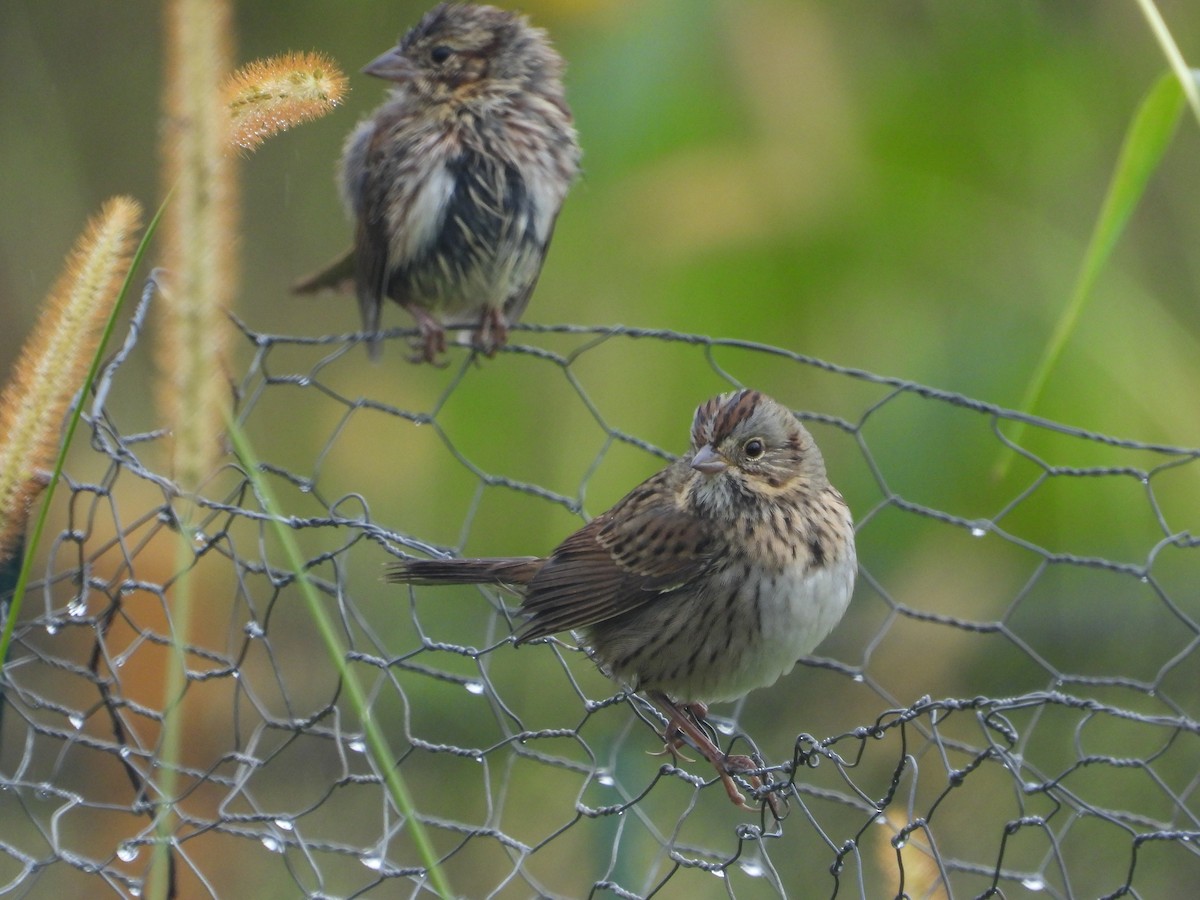 Lincoln's Sparrow - ML609220889