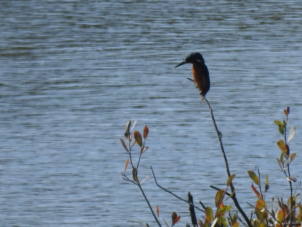 Common Kingfisher - Cristina Varela