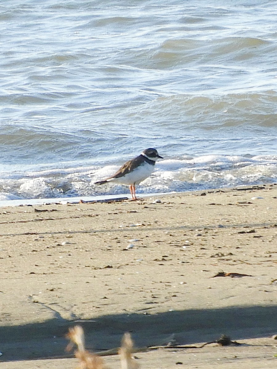 Common Ringed Plover - ML609221032