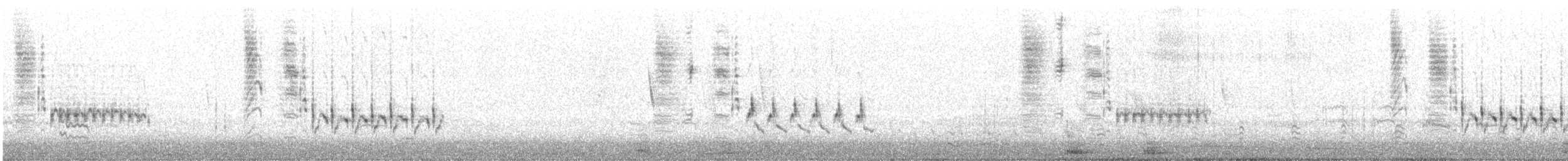 Troglodyte de Latham (hornensis/falklandicus) - ML609221067