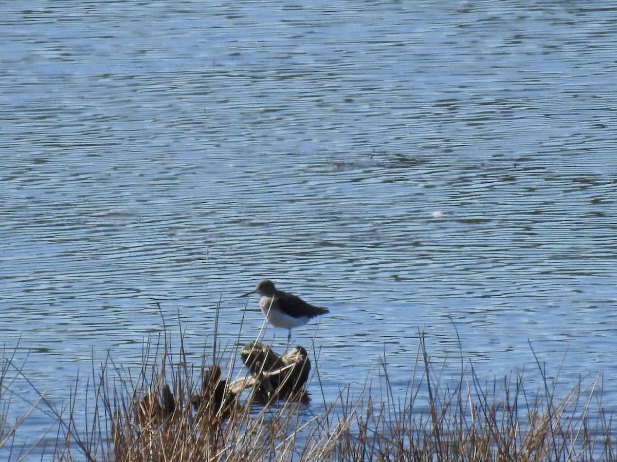 Green Sandpiper - Cristina Varela