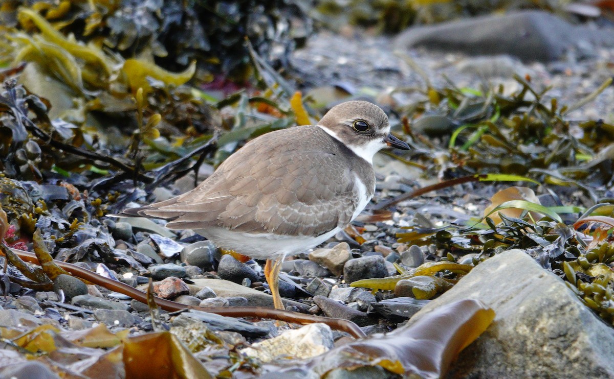 Semipalmated Plover - ML609221294