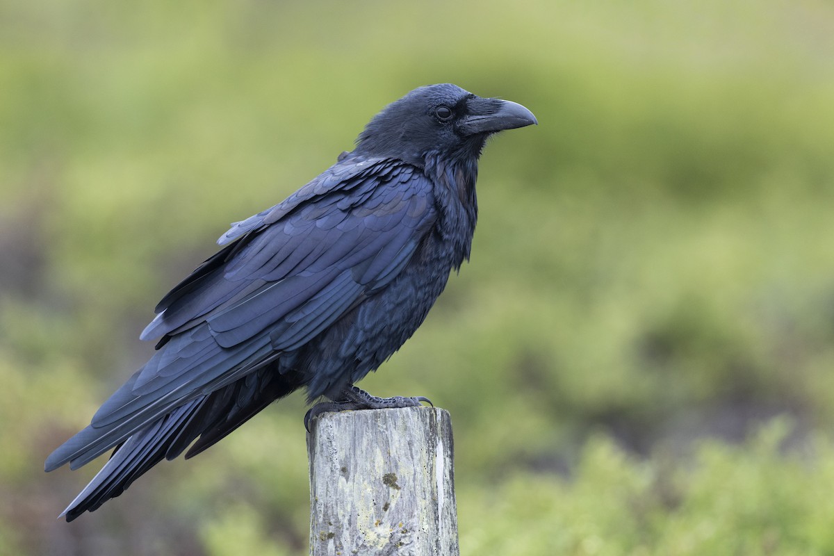 Common Raven - Michael Stubblefield