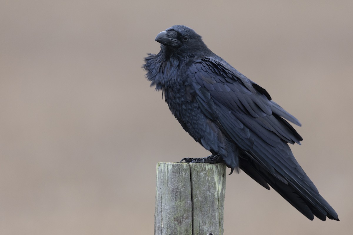 Common Raven - Michael Stubblefield