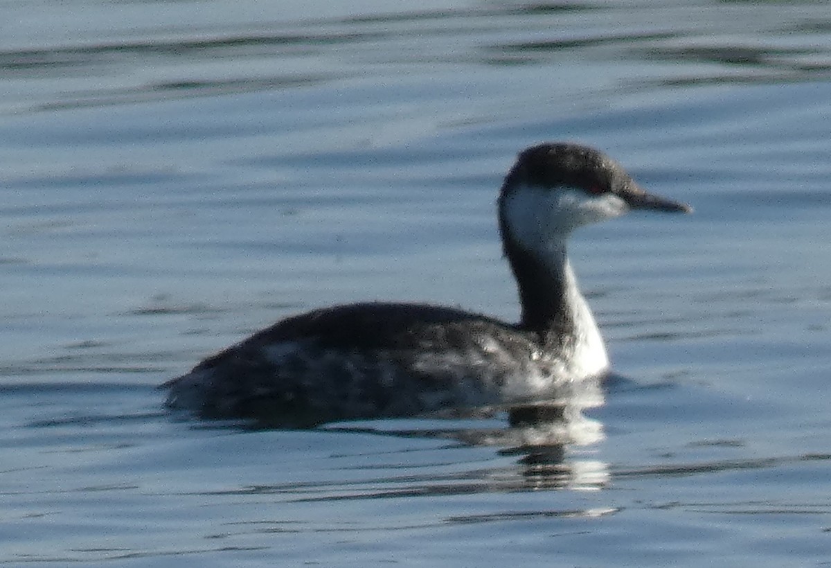 Horned Grebe - ML609221457