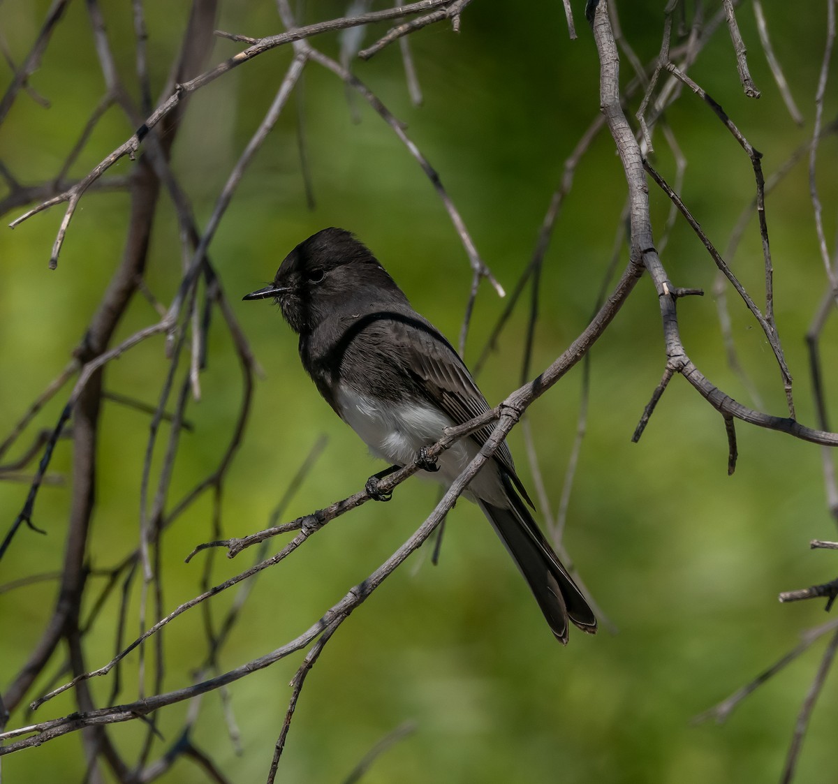 Black Phoebe - Michele Louden