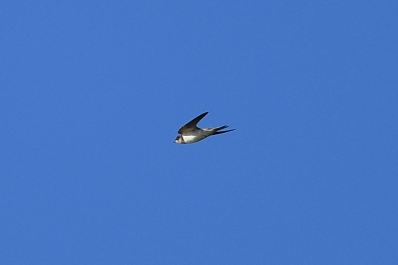 Bank Swallow - ML609221514