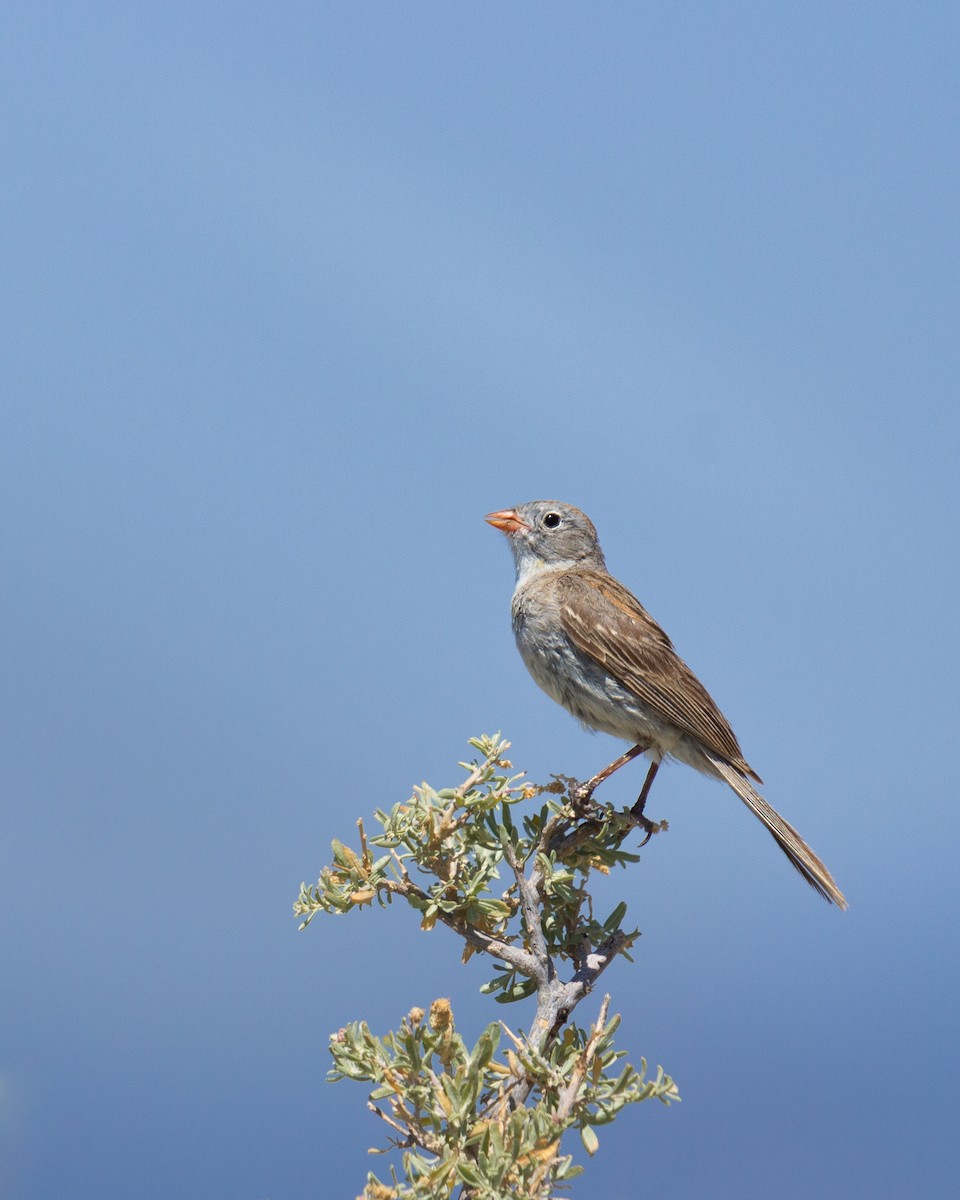 Worthen's Sparrow - ML609221518