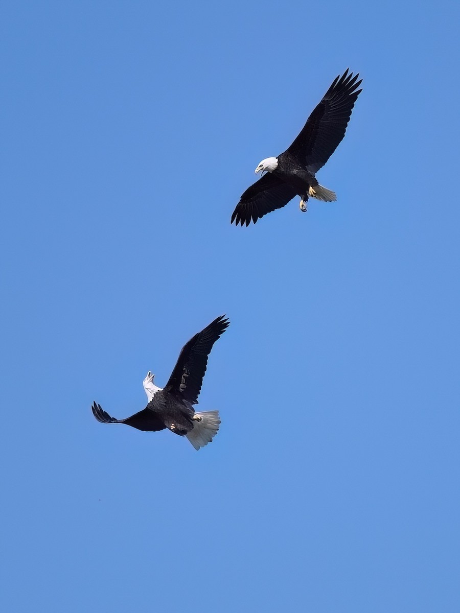 Bald Eagle - ML609221615