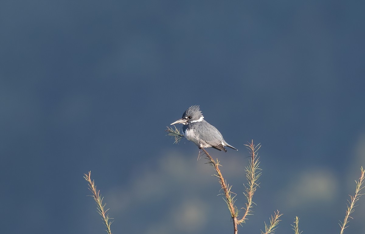 Belted Kingfisher - Annie Lavoie