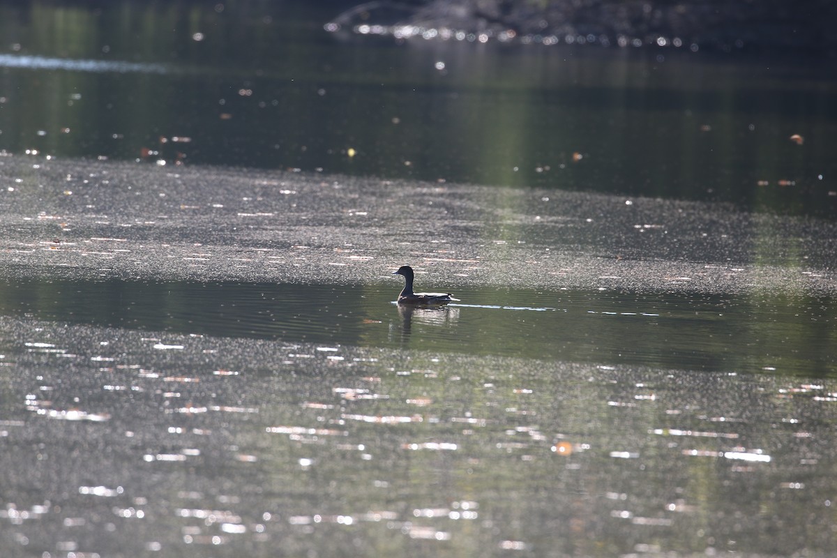 American Wigeon - ML609221676