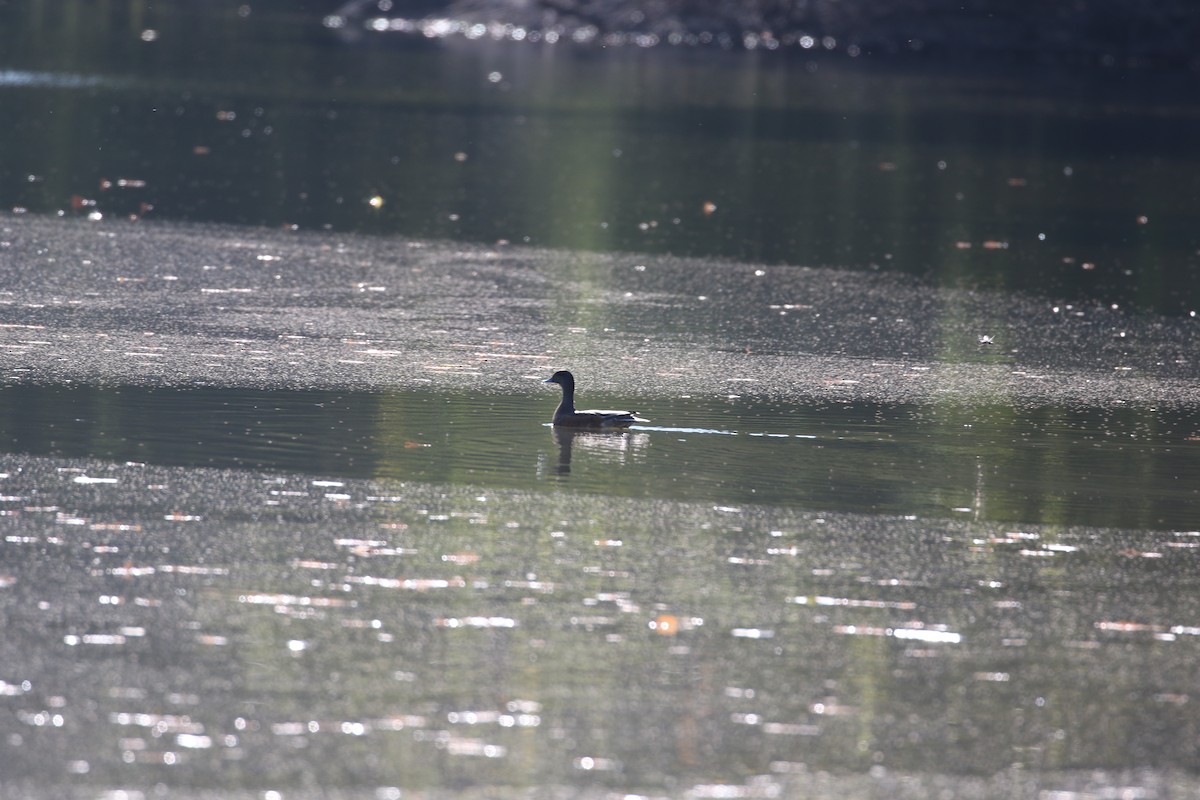 American Wigeon - ML609221677