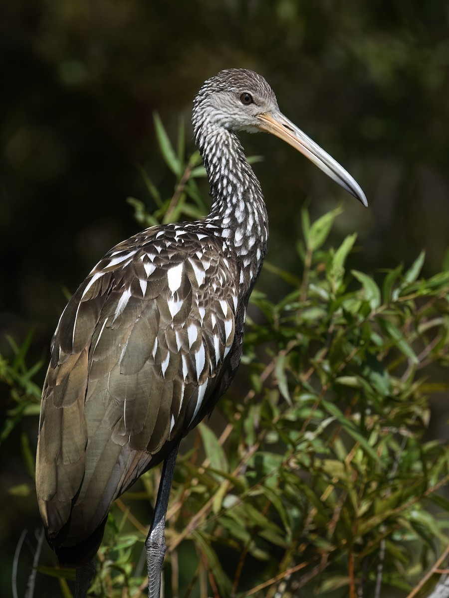 Limpkin - ML609221717