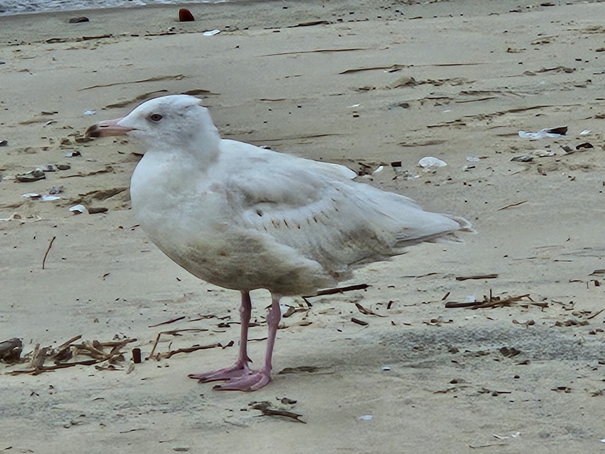 Glaucous Gull - ML609221738