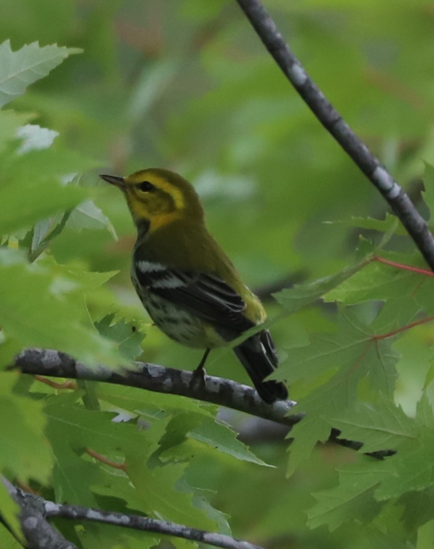 Black-throated Green Warbler - ML609221743