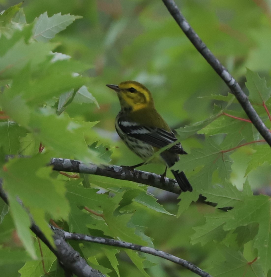 Black-throated Green Warbler - ML609221747