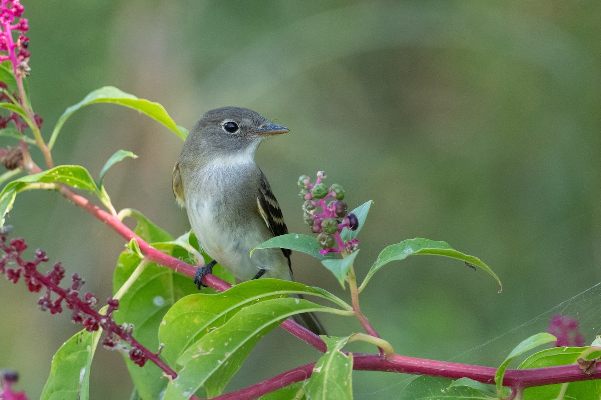 Alder/Willow Flycatcher (Traill's Flycatcher) - Suzie McCann