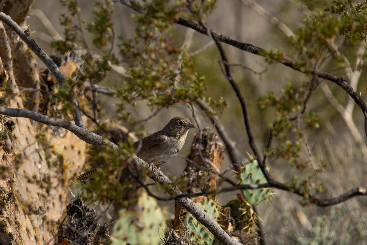 Canyon Towhee - Dario Cantu