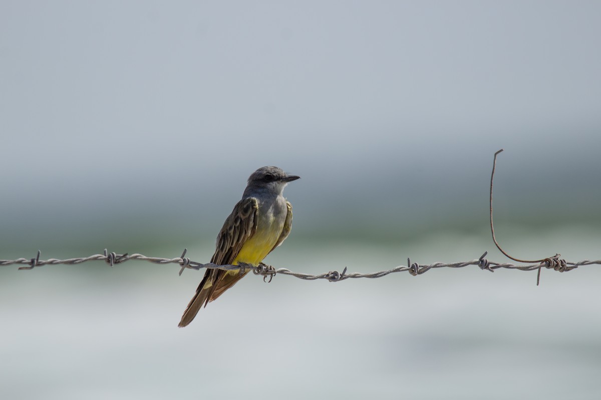 Cassin's Kingbird - ML609221795