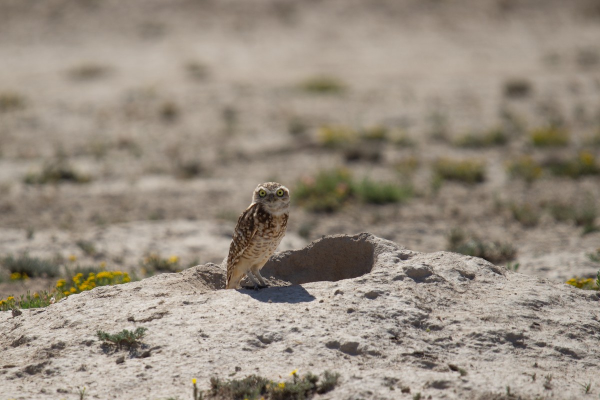 Burrowing Owl - ML609221798