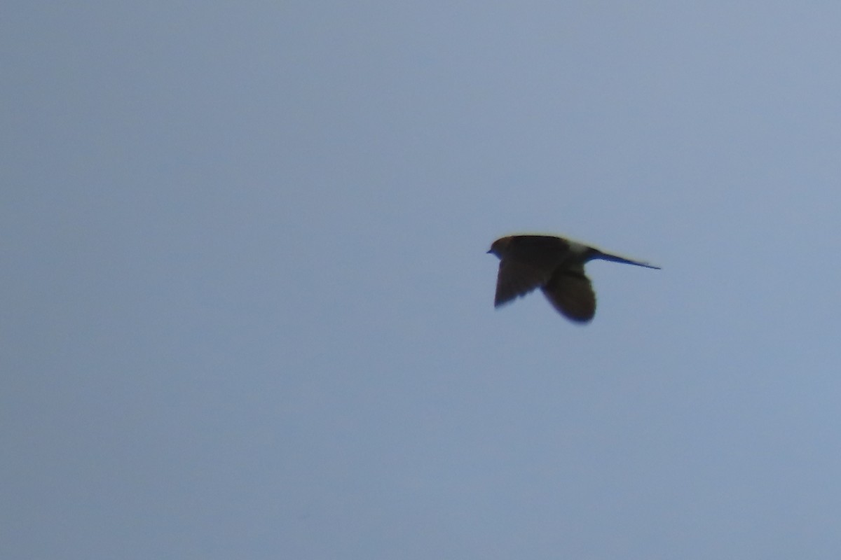 Red-rumped Swallow - ML609221816