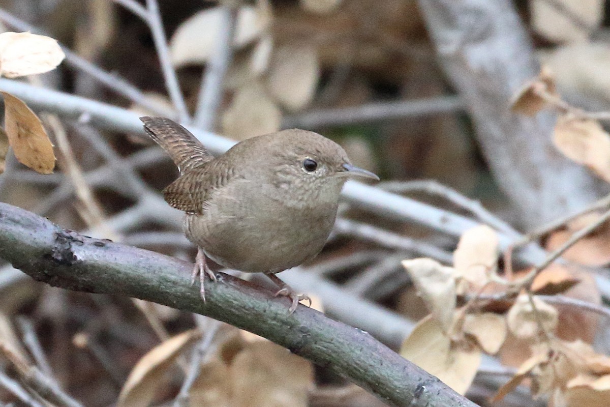 Northern House Wren - ML609221977